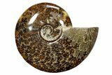 Polished Cretaceous Ammonite (Cleoniceras) Fossil - Madagascar #317879-1